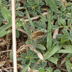 Bombyliini