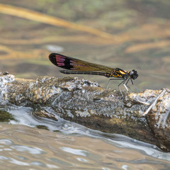 Heliocypha bisignata