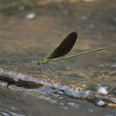 Neurobasis chinensis