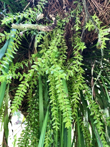 Huperzia salvinioides iNat (1)