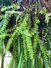 Phlegmariurus salvinioides