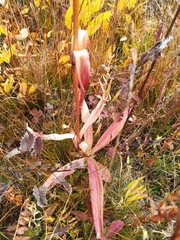 Gentiana macrophylla