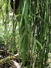 Phlegmariurus salvinioides