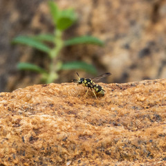 Antepipona