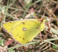 Colias hyale