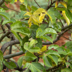 Jatropha gossypiifolia