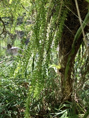 Phlegmariurus salvinioides