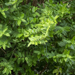 Wrightia tinctoria