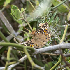 Junonia lemonias