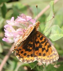 Boloria dia