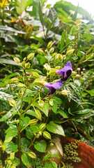 Torenia fournieri
