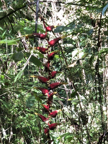 False bird of paradise (Heliconia platystachys)