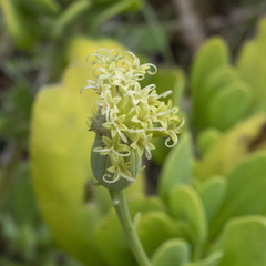 Kleinia grandiflora