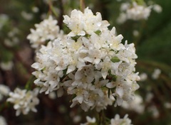Lachnaea diosmoides