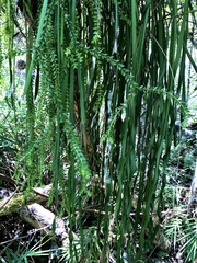 Phlegmariurus salvinioides