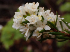 Lachnaea diosmoides
