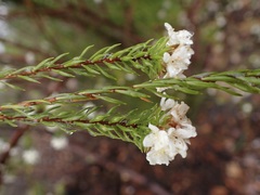 Lachnaea diosmoides