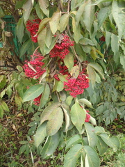 Sambucus kamtschatica