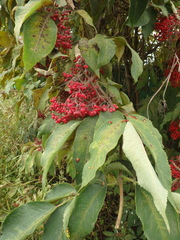 Sambucus kamtschatica