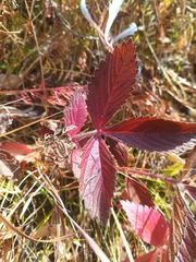 Potentilla fragarioides