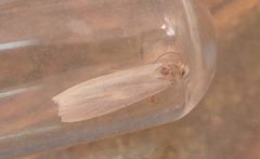 Eilema uniola