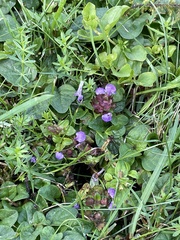Prunella vulgaris