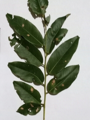 Pterocarpus erinaceus