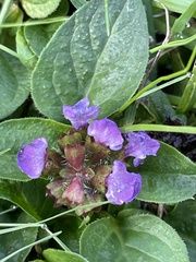 Prunella vulgaris
