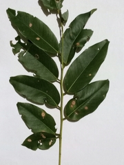 Pterocarpus erinaceus