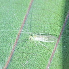 Stenopsocus
