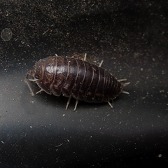 Cylisticus convexus