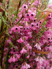 Erica melanthera