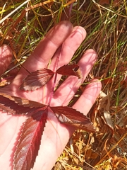 Potentilla fragarioides