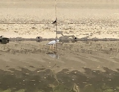 Egretta novaehollandiae