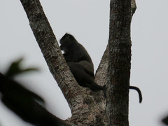 Cercopithecus nictitans