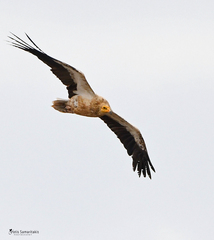 Neophron percnopterus