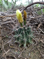 Hamatocactus hamatacanthus