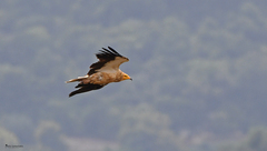 Neophron percnopterus