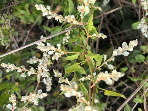 Silver lace vine (Fallopia aubertii)