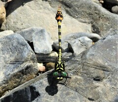 Paragomphus tachyerges