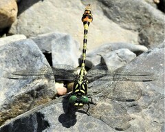 Paragomphus tachyerges