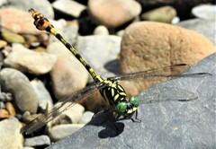 Paragomphus tachyerges