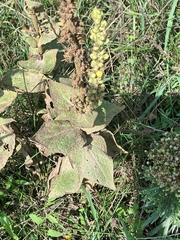 Verbascum phlomoides
