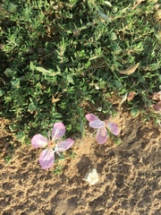 Oenothera canescens
