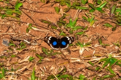 Junonia oenone oenone