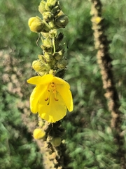 Verbascum phlomoides
