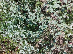 Heliotropium europaeum