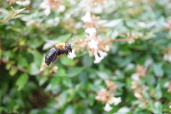 Xylocopa appendiculata circumvolans