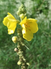 Verbascum phlomoides