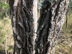 Denhamia cunninghamii